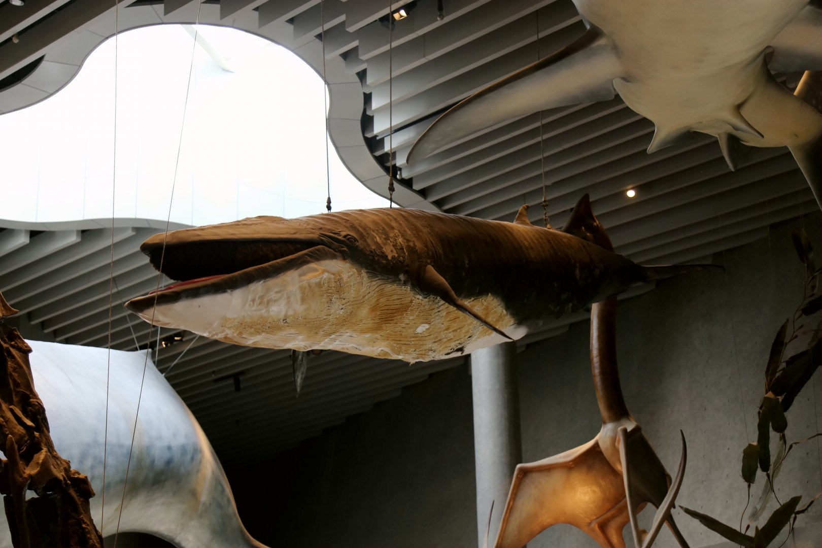 Common Minke Whale (Balaenoptera acutorostrata)