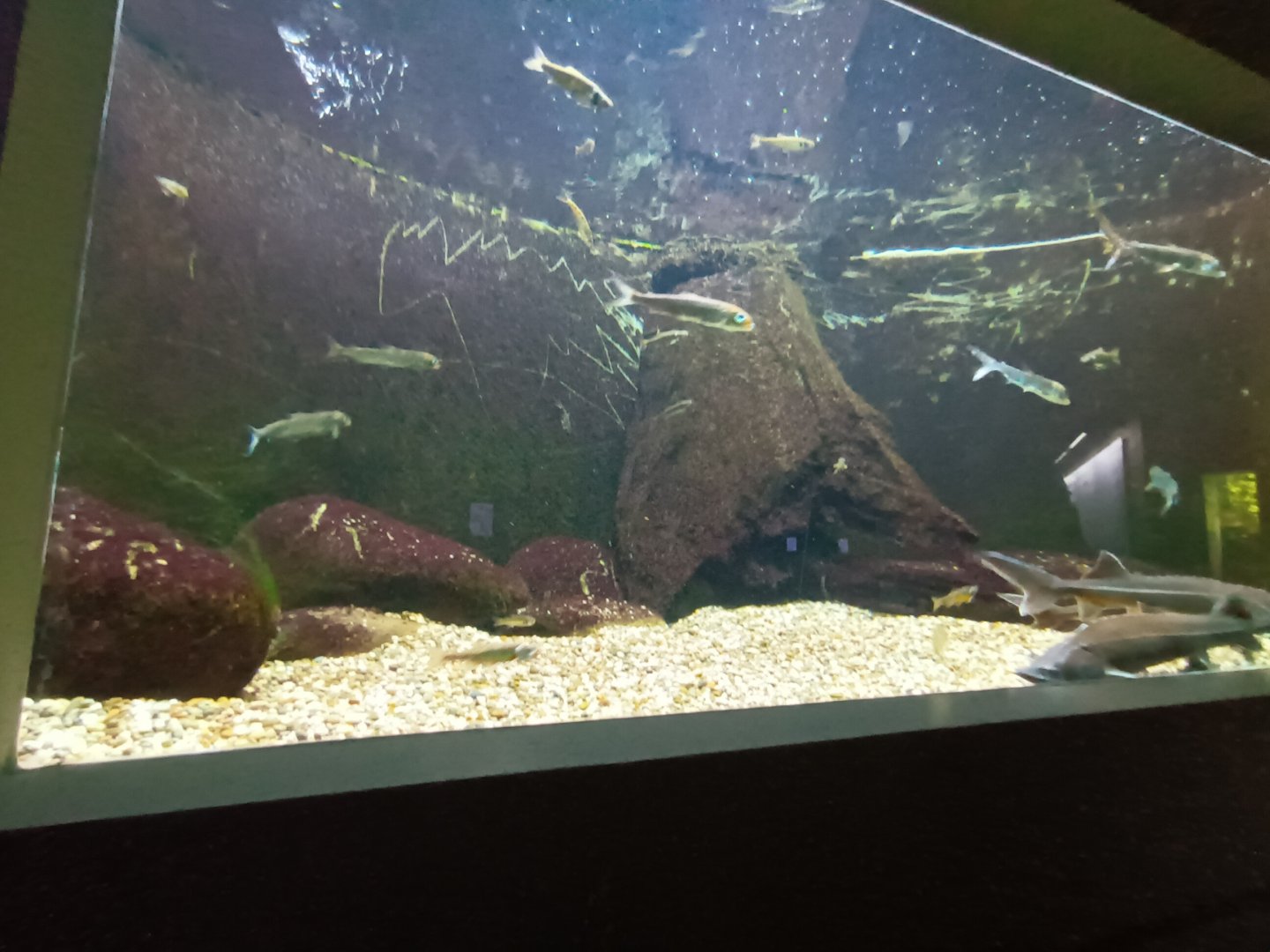 Common Minnow and Sterlet Tank