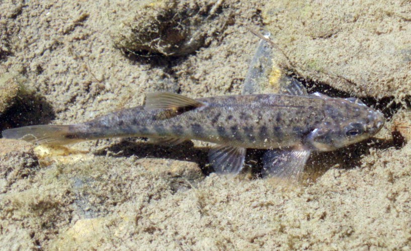 Common Minnow (Phoxinus phoxinus)