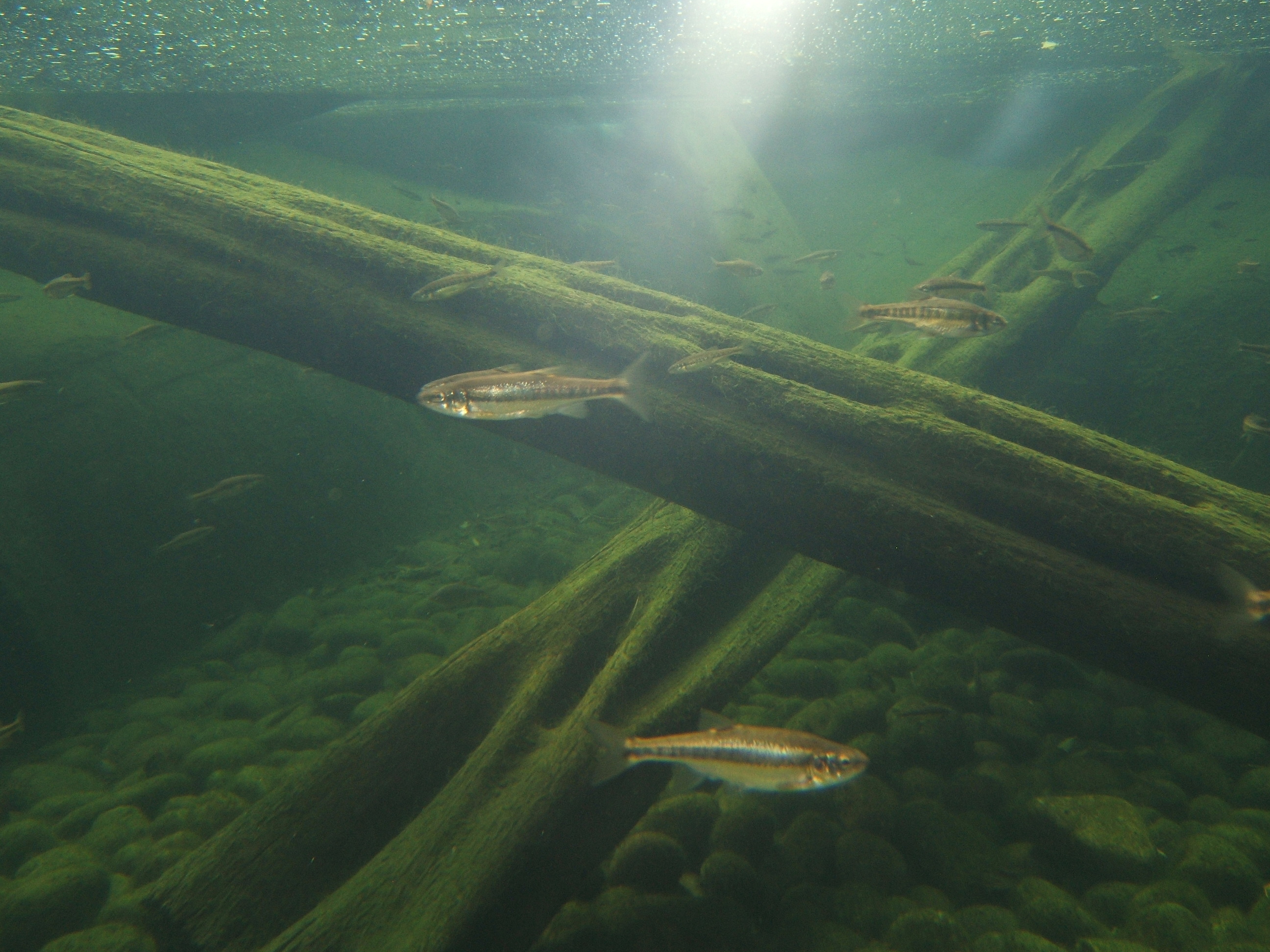 Common Minnow (Phoxinus phoxinus)