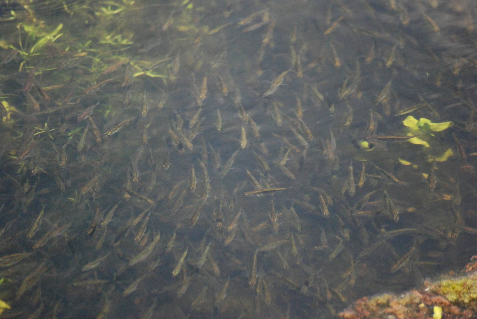 Common Minnows at Carsington, 27/05/13