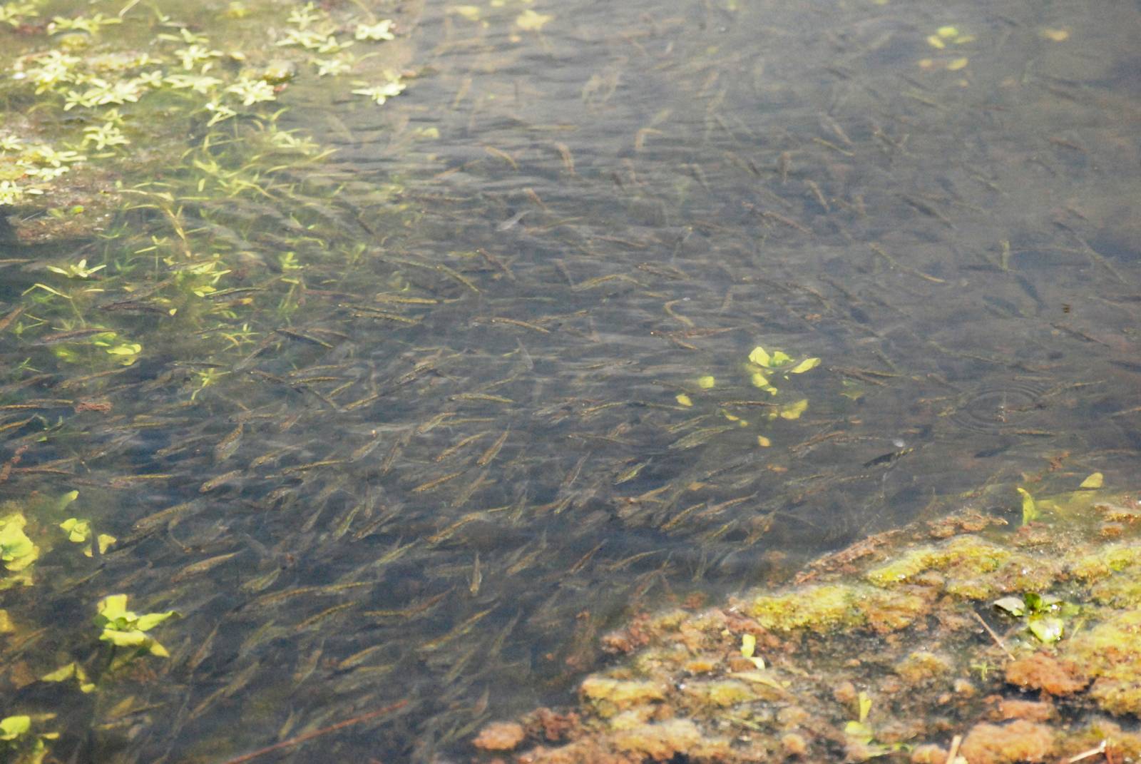Common Minnows at Carsington, 27/05/13