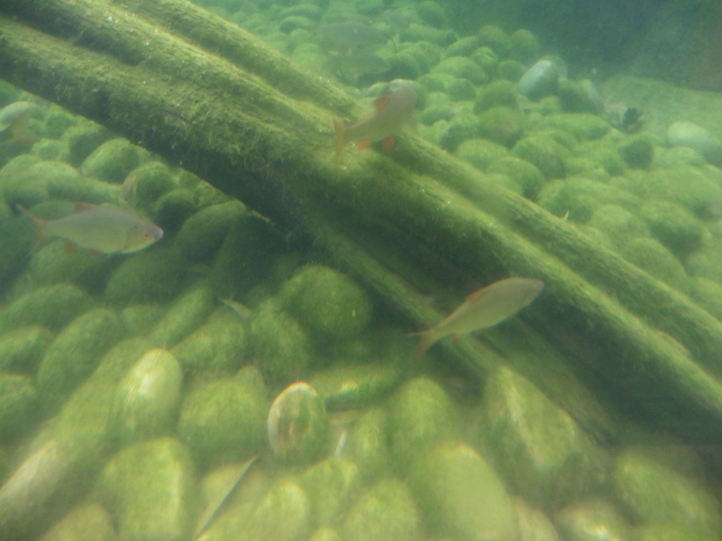 Common Minnows & Common Roach