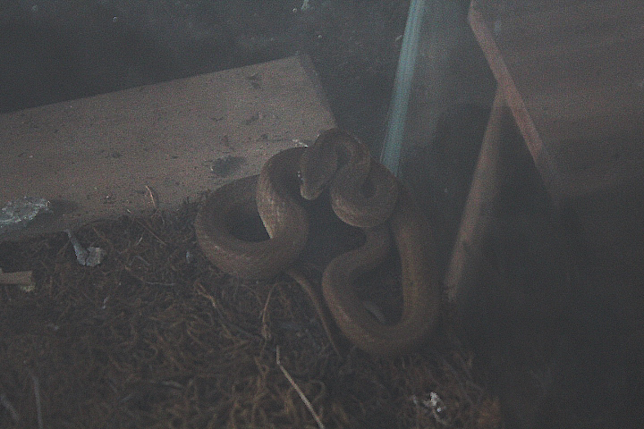 Common mock viper (Psammodynastes pulverulentus pulverulentus) - Taman Konservasi Sato Loka