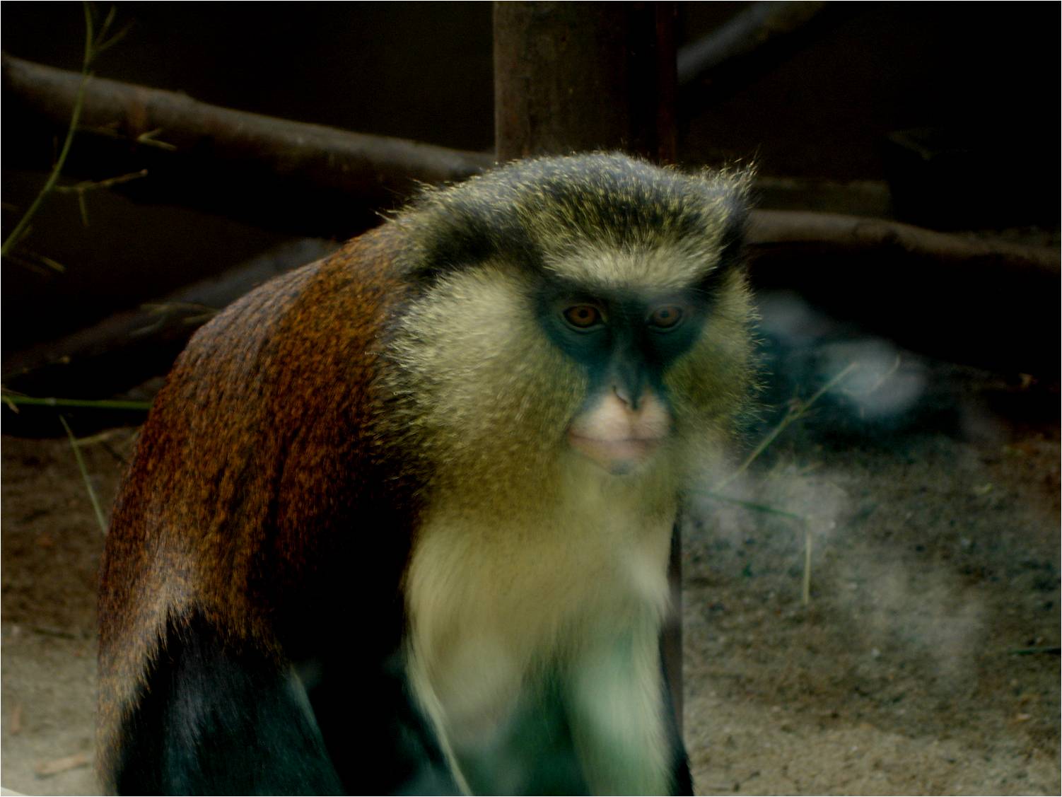 Common Mona Monkey at Zoo da Maia, 27/04/08