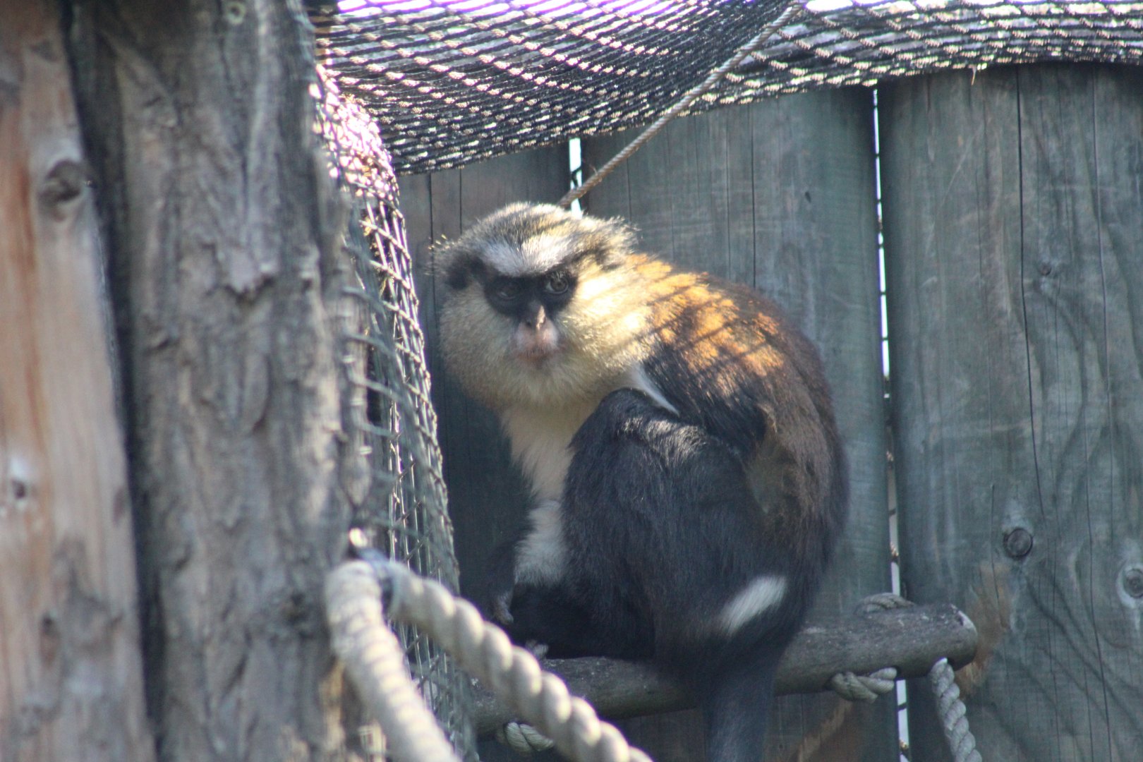 Common Mona Monkey