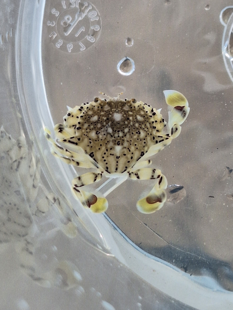 Common Moon Crab (Matuta planipes)