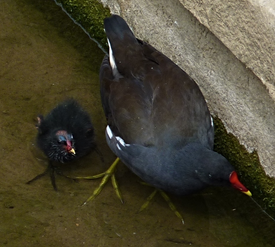 Common moorhen and chick