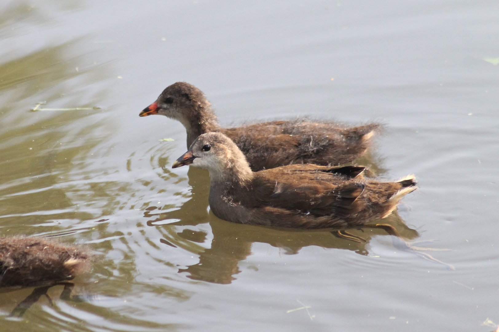 Common moorhen by Celle Castle (Celler Schloss)