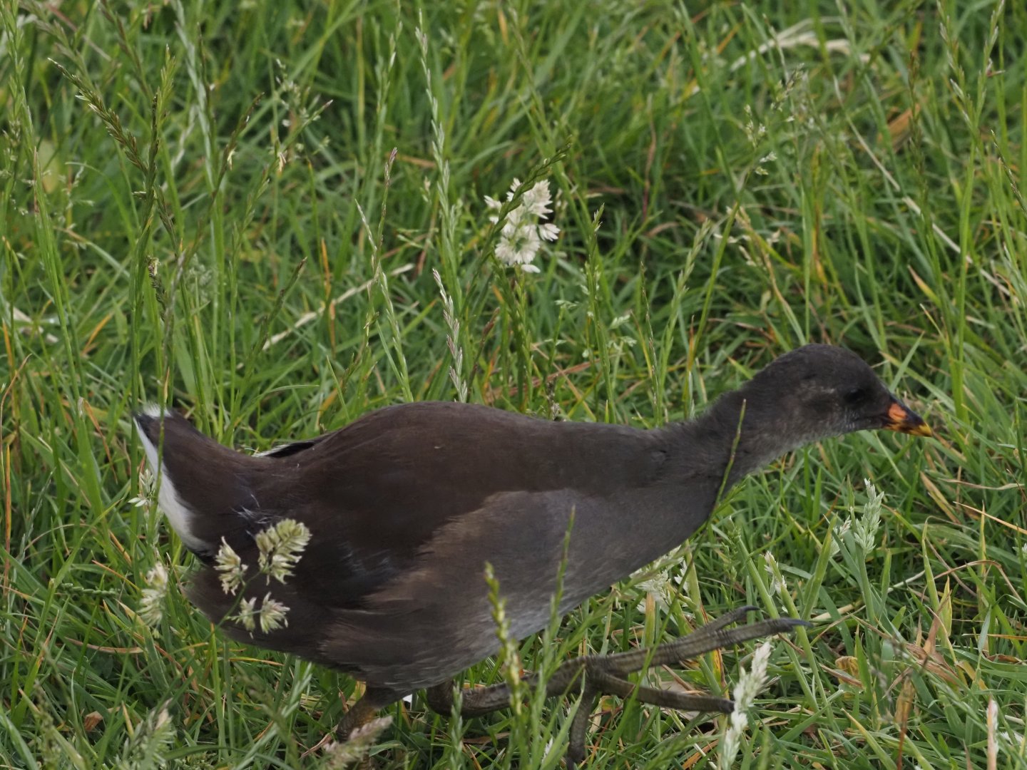 Common Moorhen Chick (Wild)