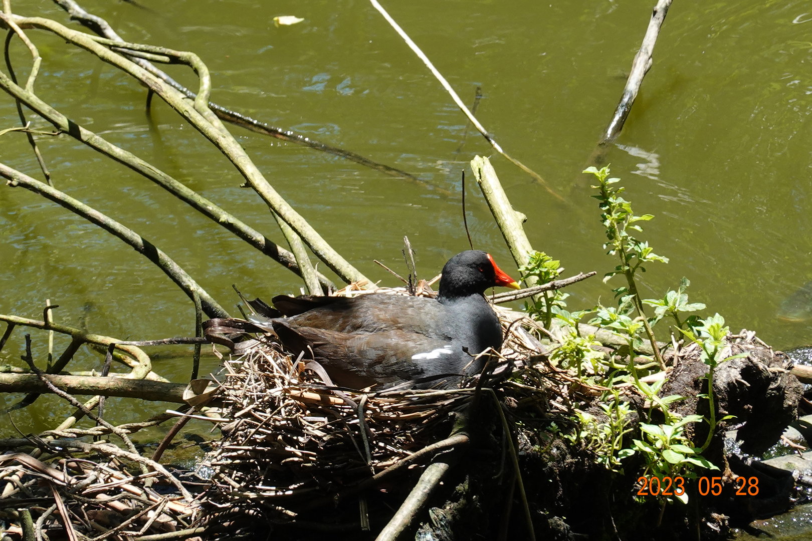 Common Moorhen (Gallinula chloropus chloropus)