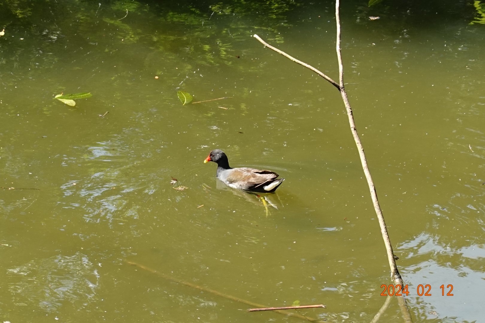 Common Moorhen (Gallinula chloropus chloropus)