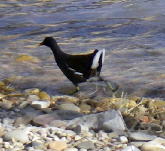 Common Moorhen (Gallinula chloropus)