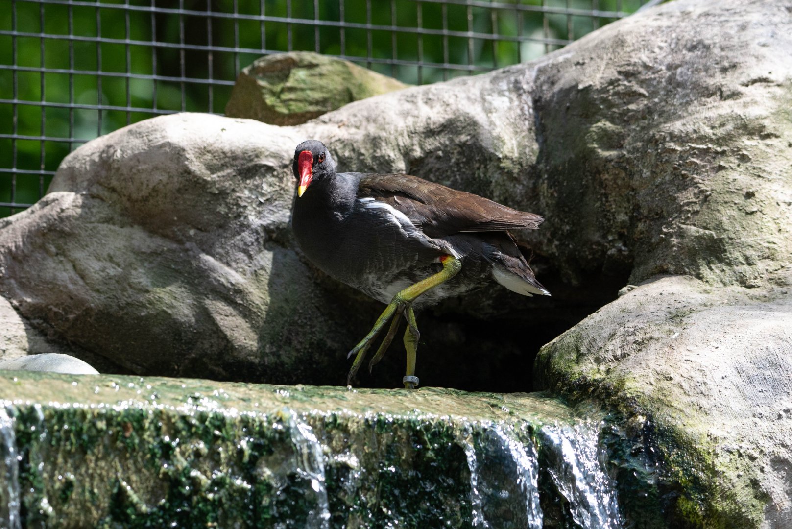 Common Moorhen (Gallinula chloropus)