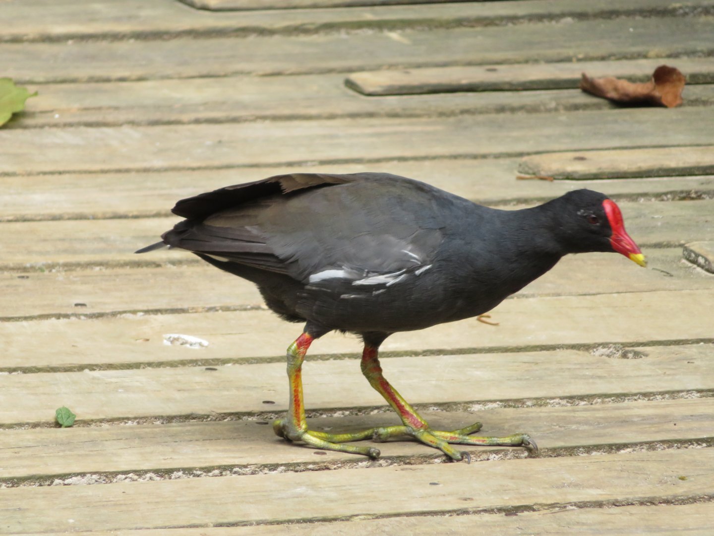 Common Moorhen (Gallinula chloropus)