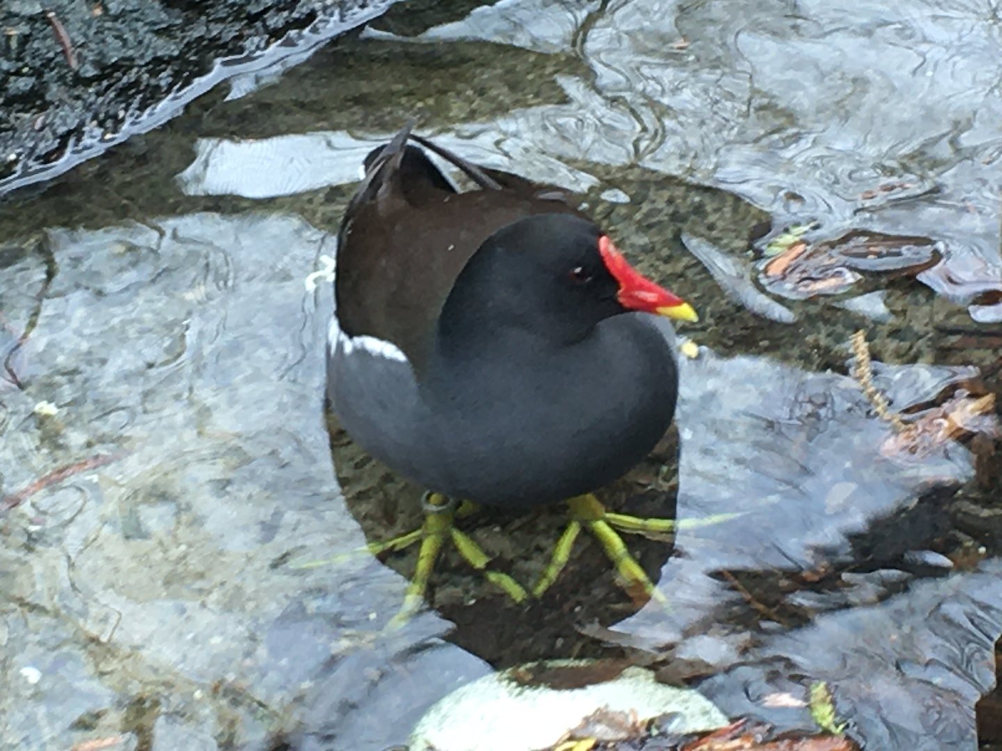 Common Moorhen (Gallinula chloropus)