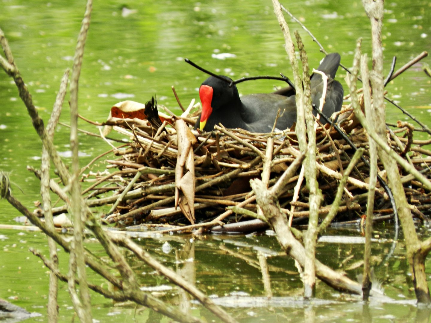 Common moorhen nest - Zoo São Paulo