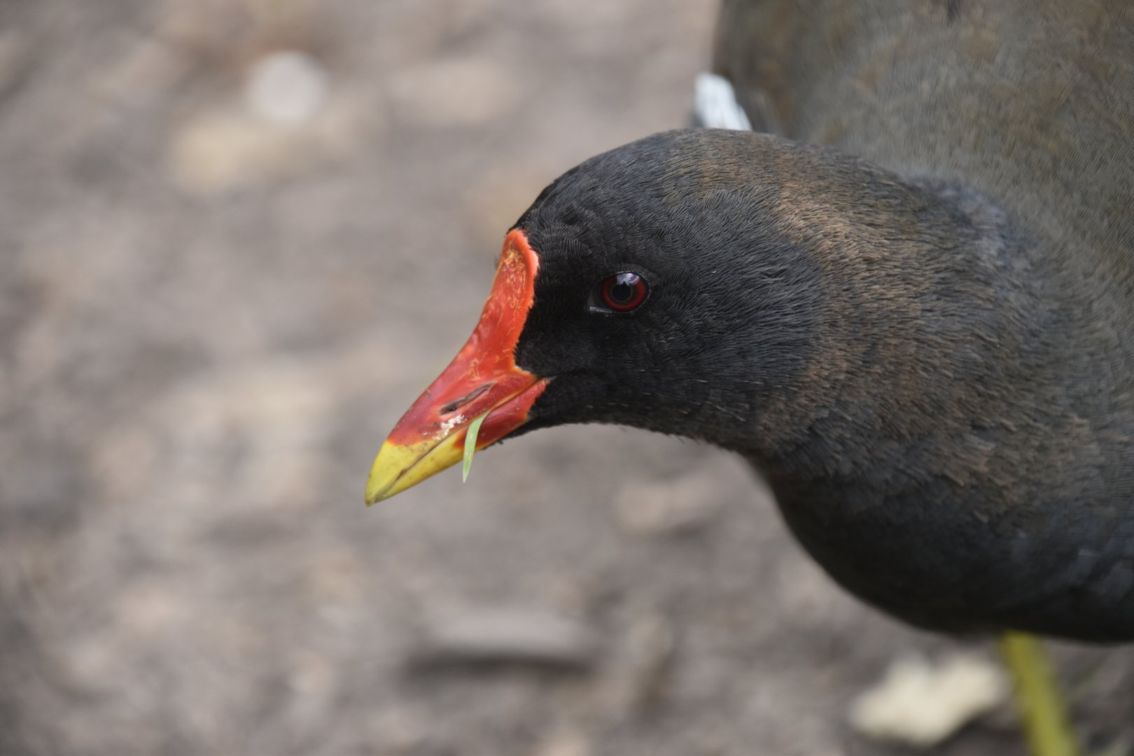 Common moorhen portrait