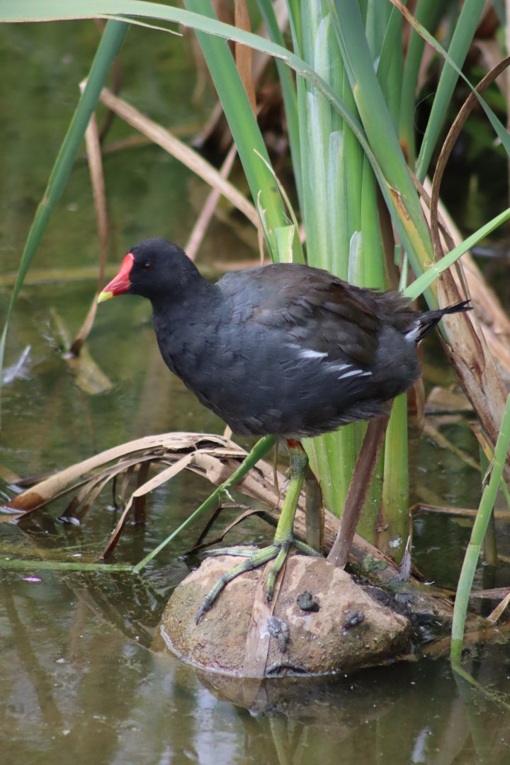 Common Moorhen (wild) - 1 August 2020