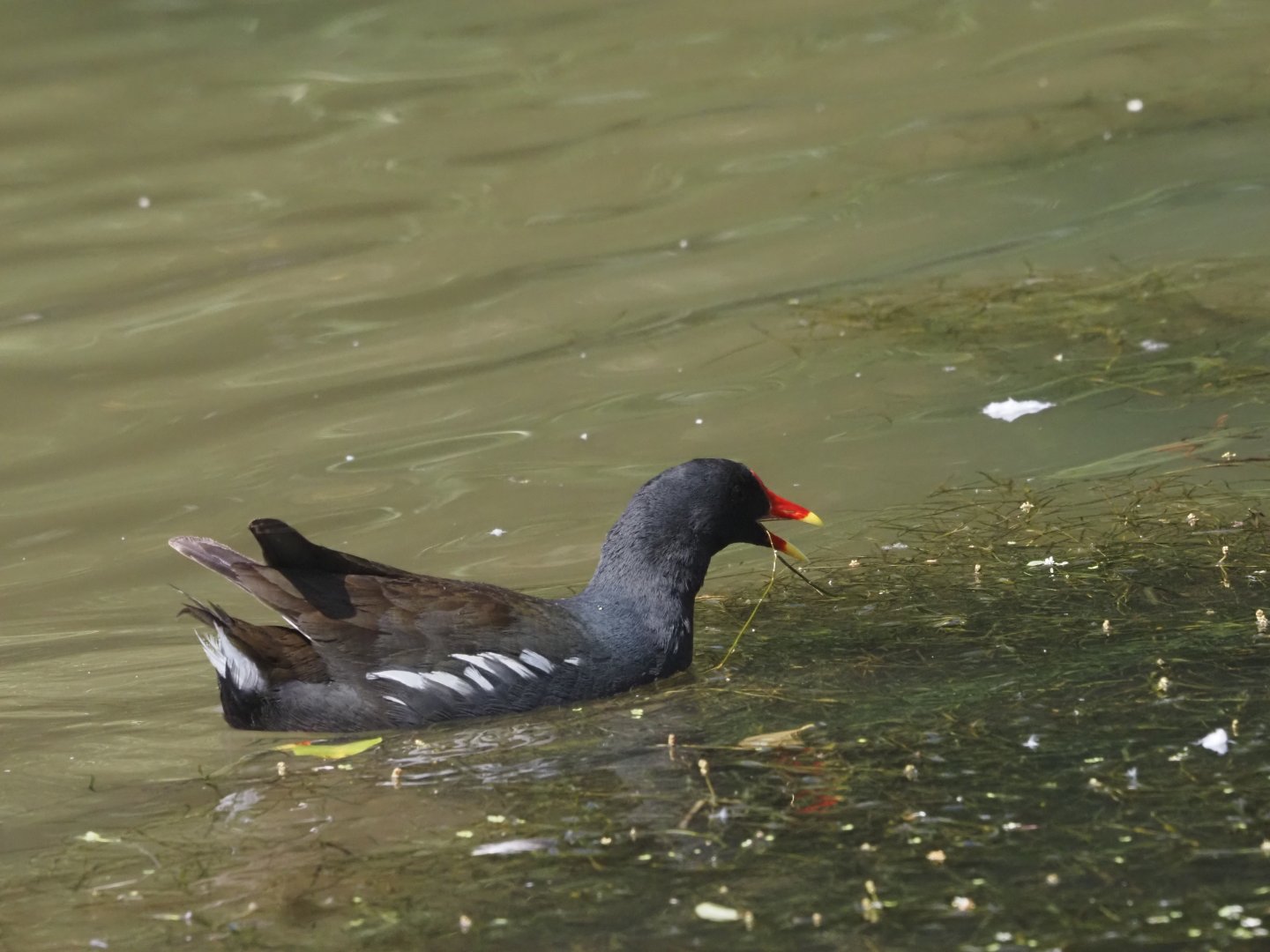 Common Moorhen (Wild)