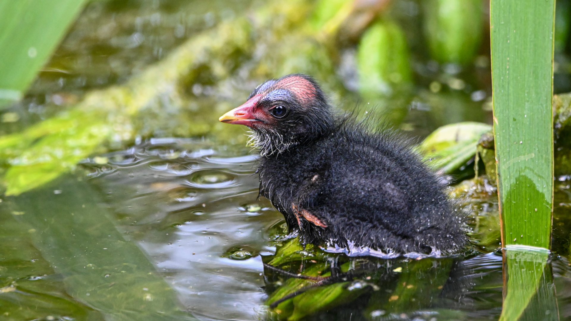 Common moorhen (wild)