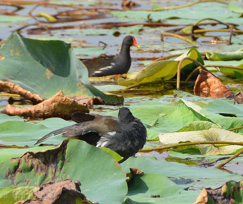 Common moorhen