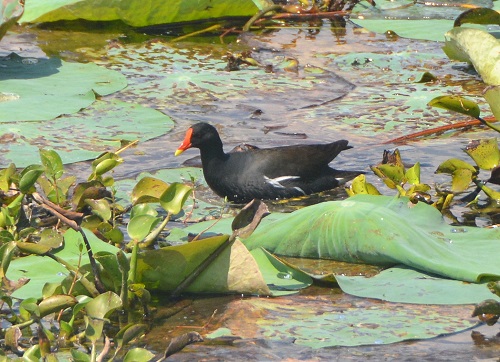 Common moorhen