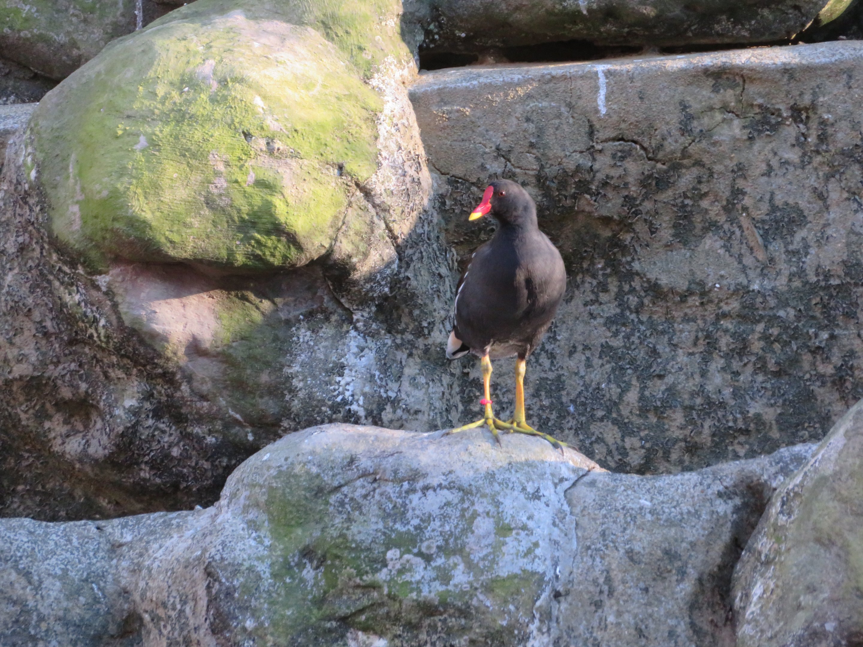 Common Moorhen