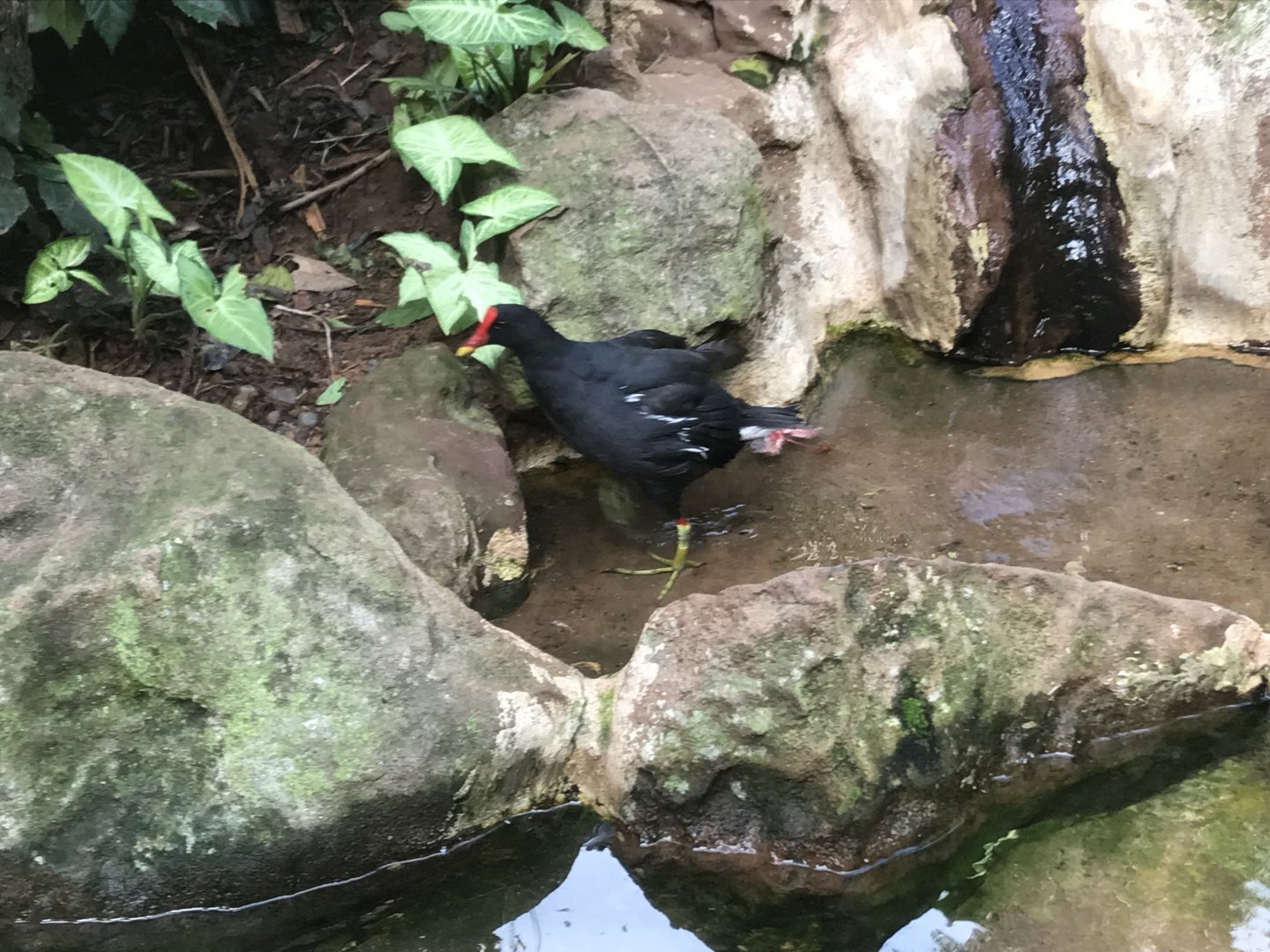 Common Moorhen(?)