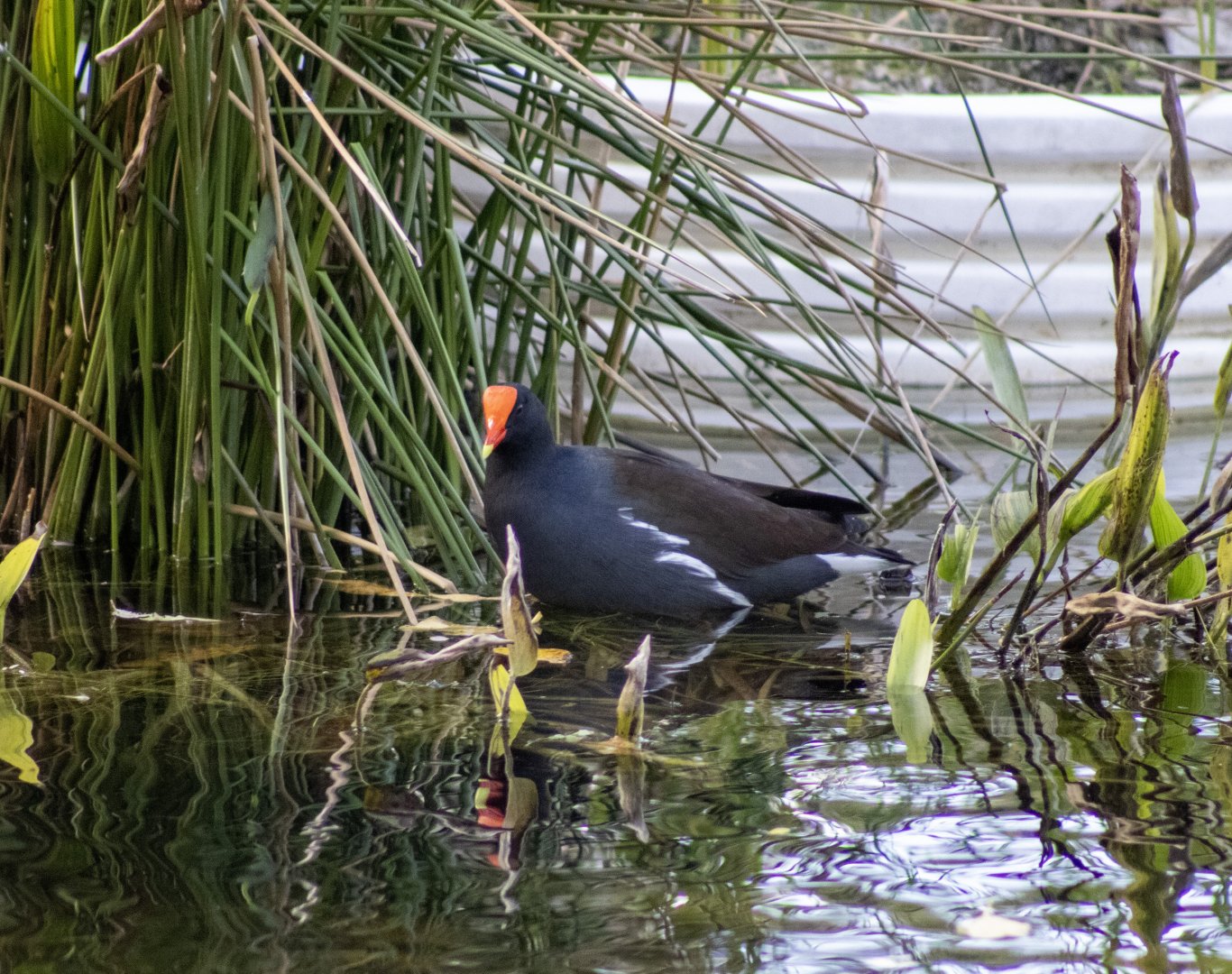 Common Moorhen