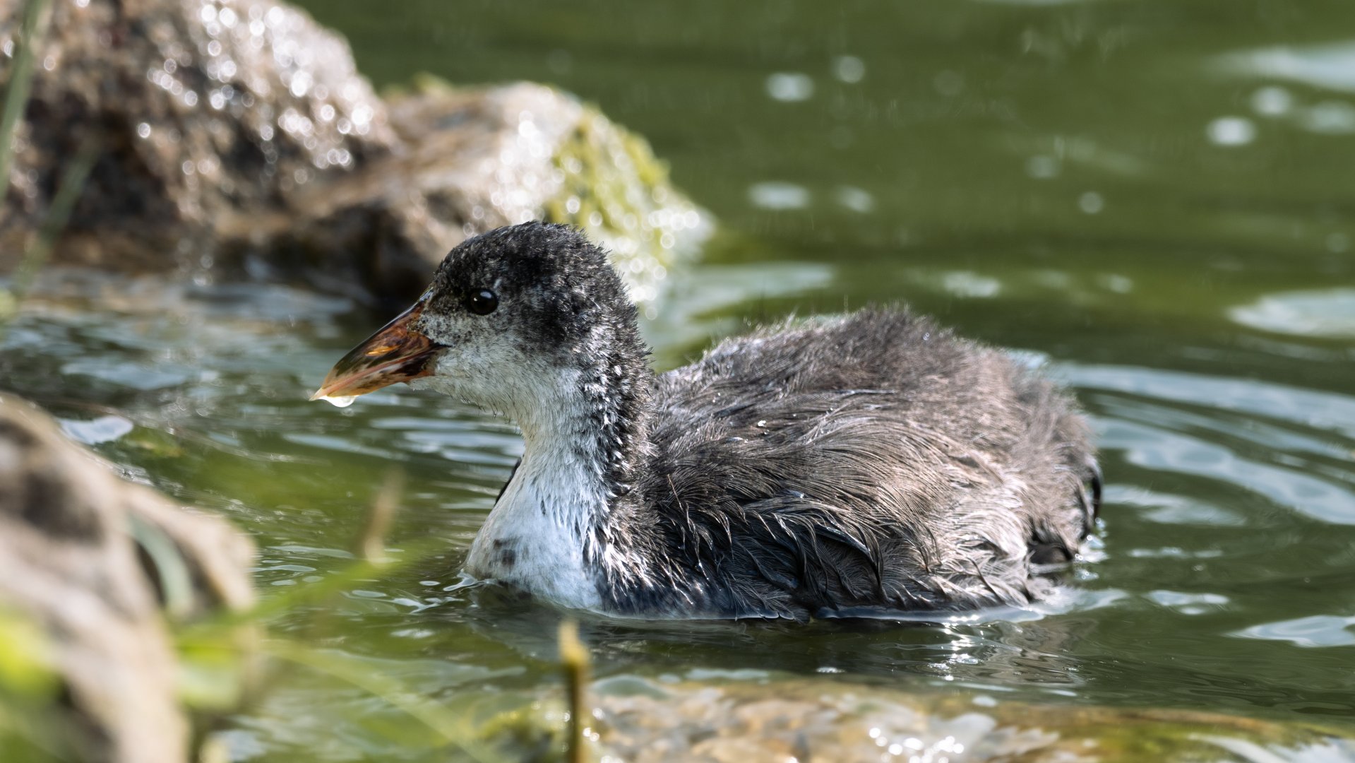 Common moorhen