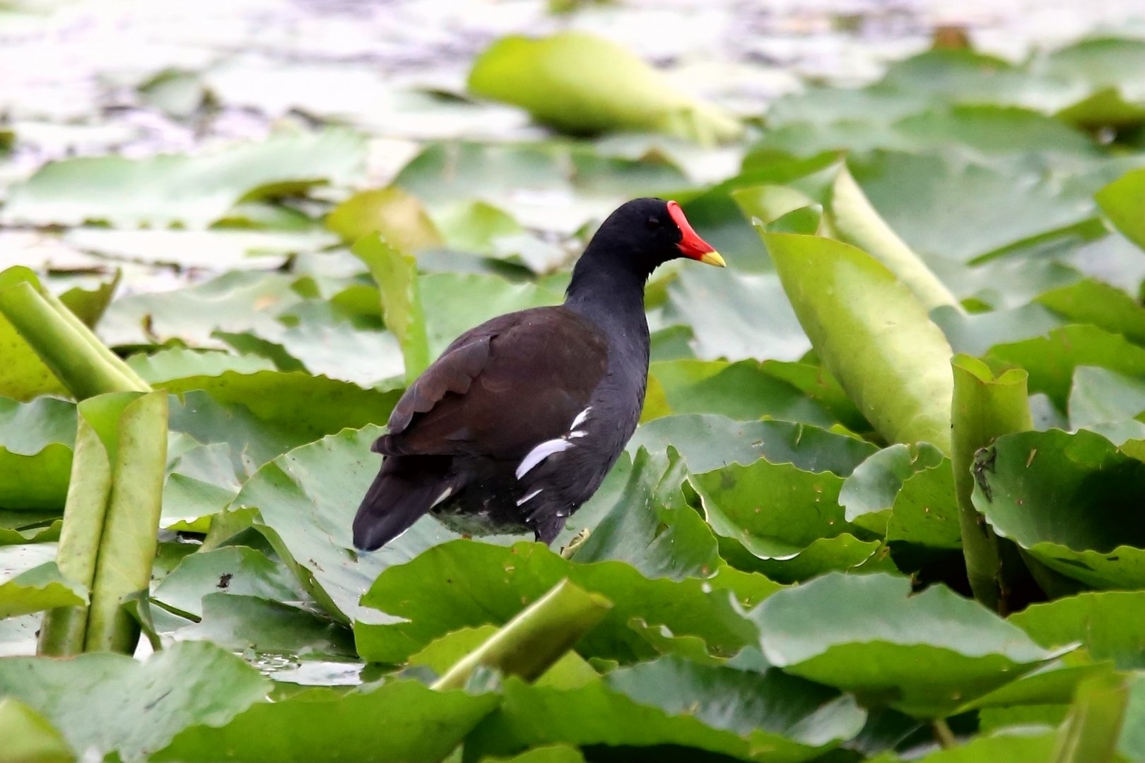 Common Moorhen