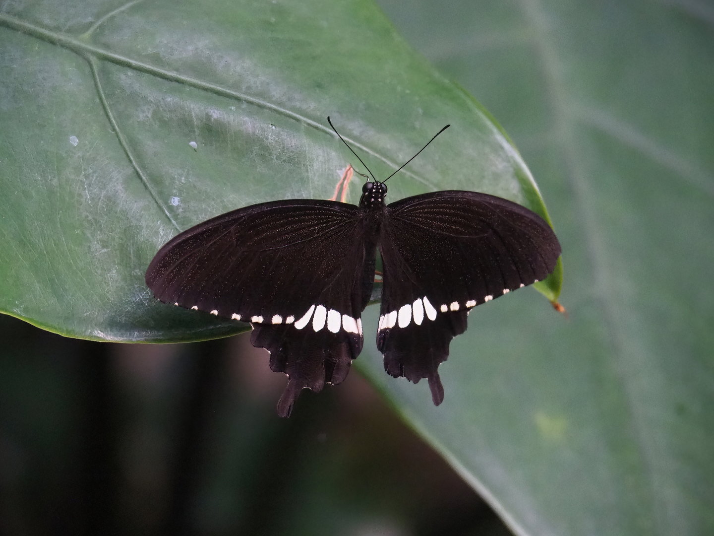 Common Mormon butterfly (Papilio polytes), 2022-08-16