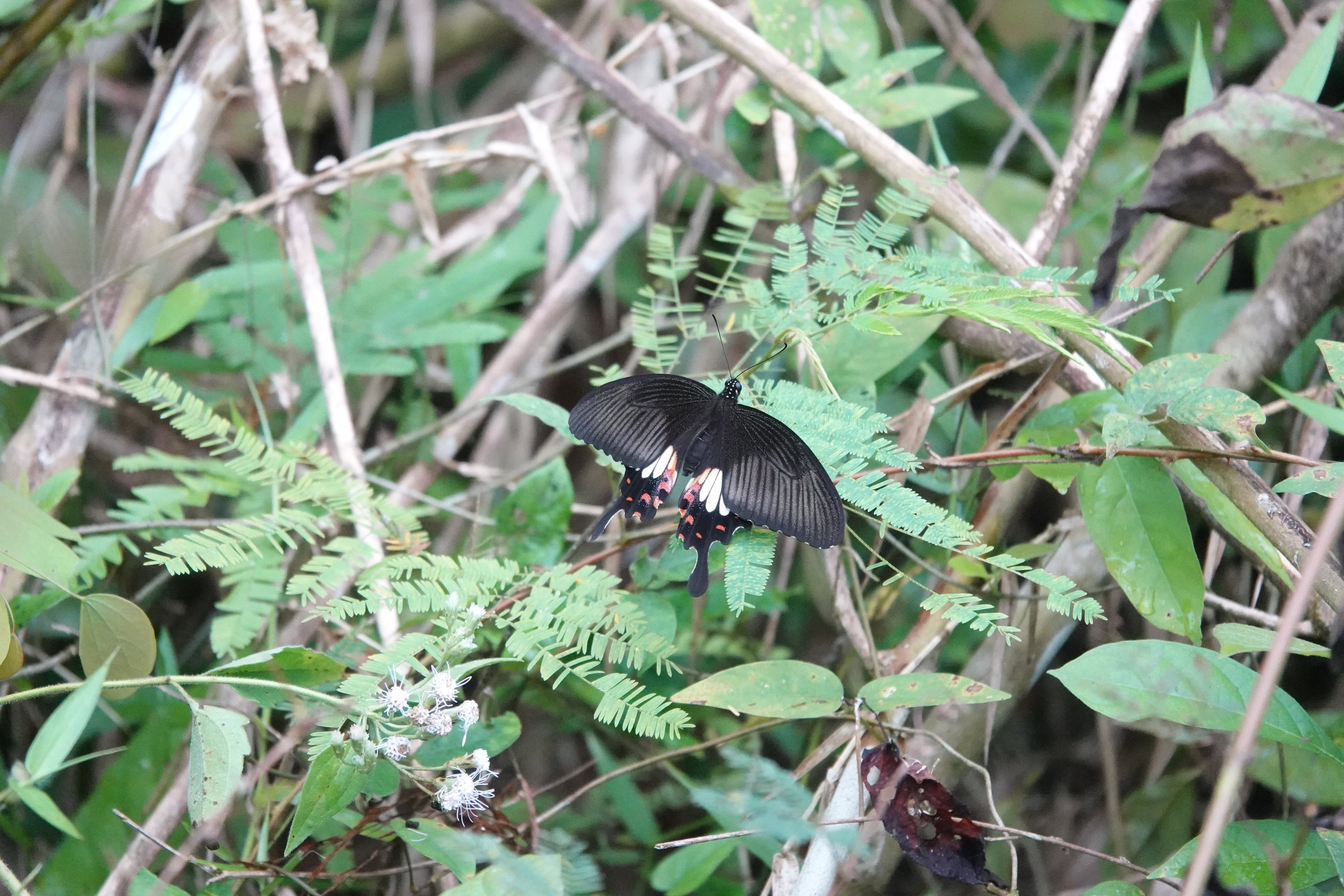 Common Mormon Swallowtail
