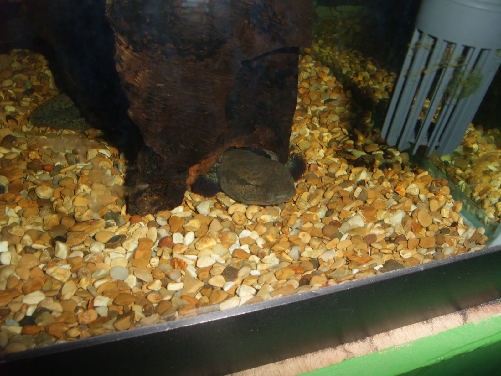 Common Mudpuppy at Slimbridge, 05/02/12