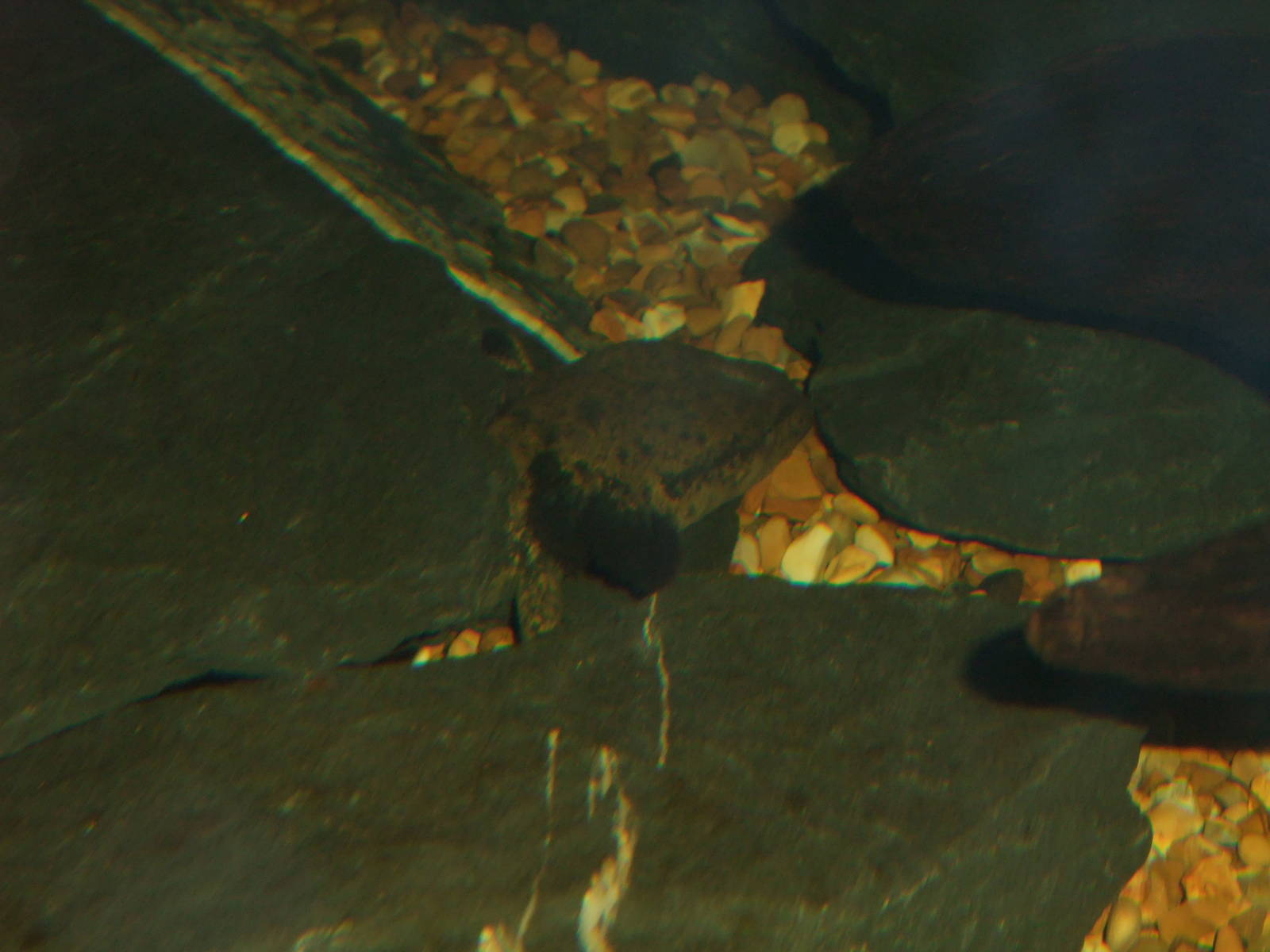 Common Mudpuppy at Slimbridge, 06/02/12