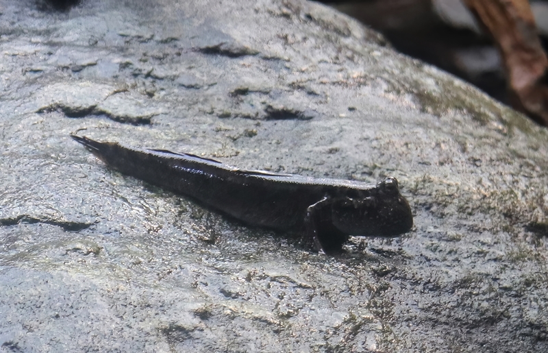 Common mudskipper (Periophthalmus kalolo)