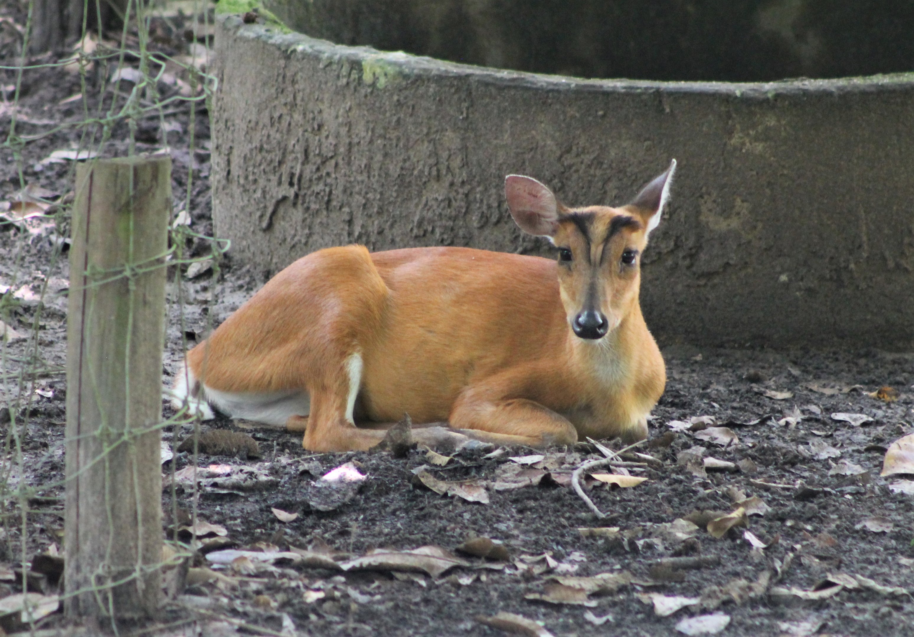 Common Muntjac, female
