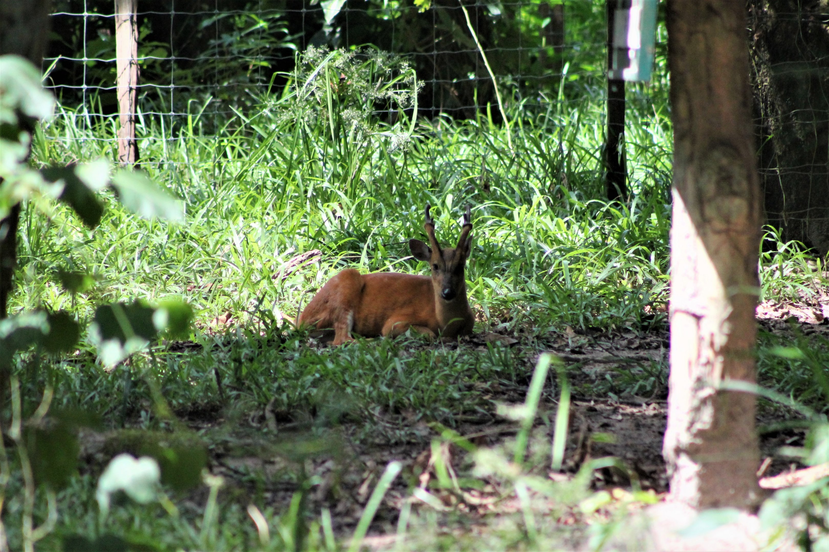 Common Muntjac, male