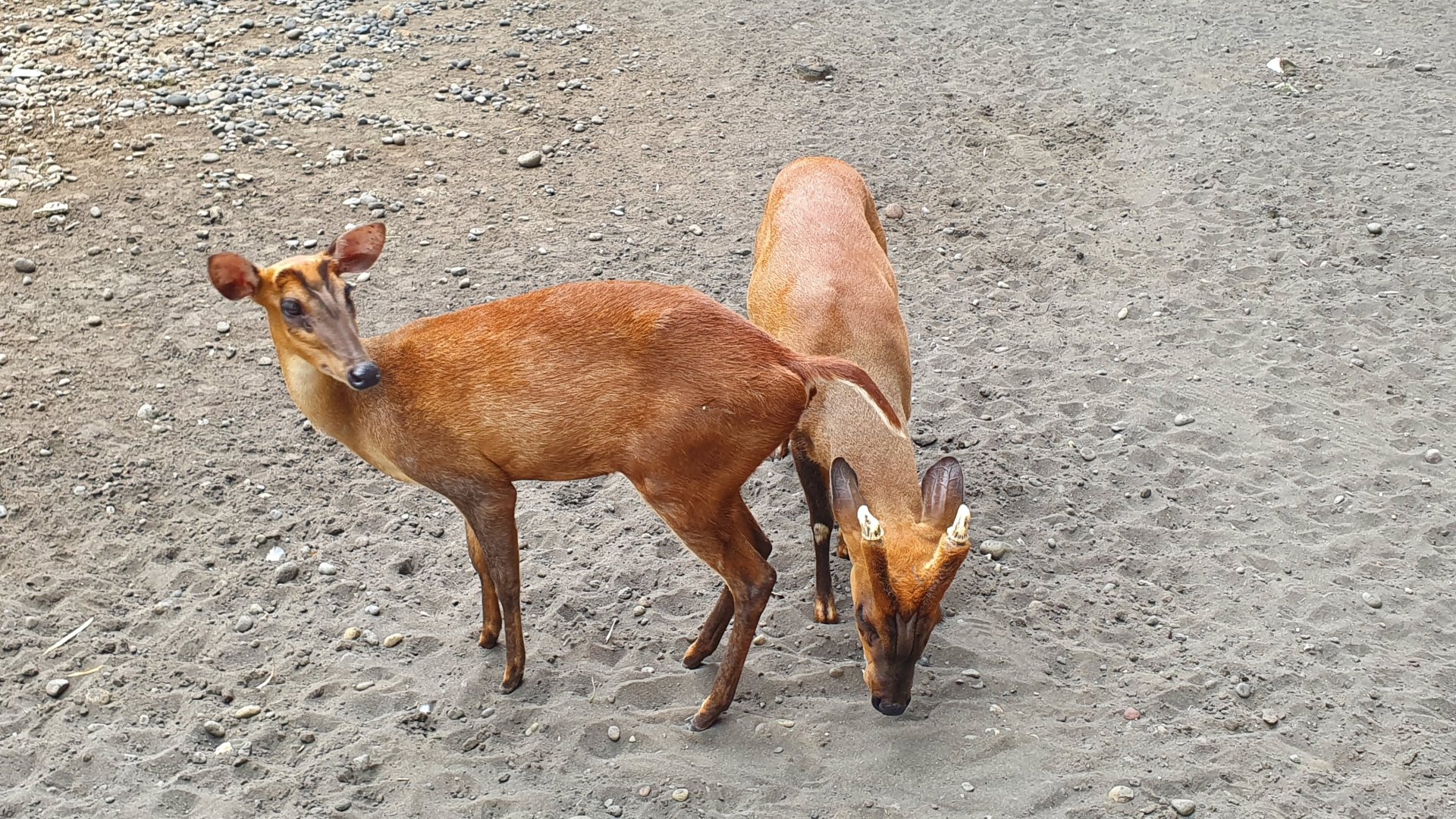 Common Muntjac (Muntiacus muntjak) - Taru Jurug Zoo