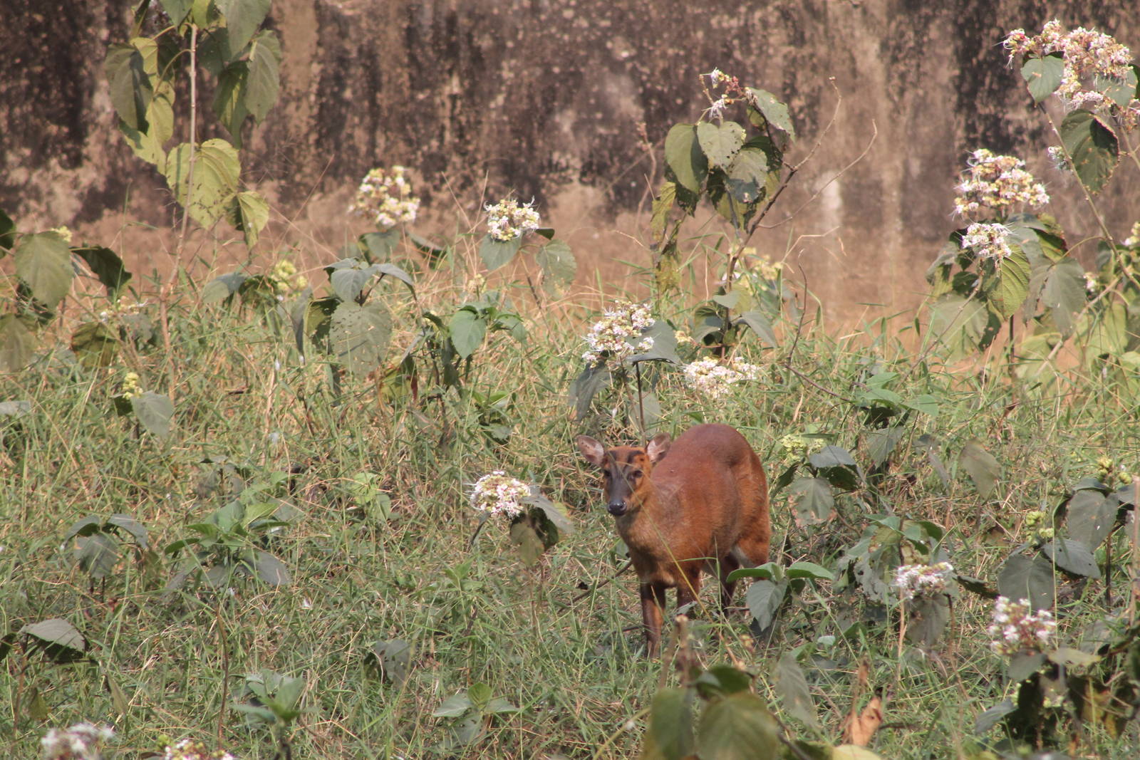 common muntjac (Muntiacus muntjak)