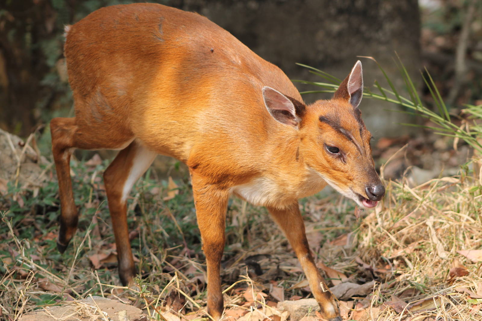 common muntjac (Muntiacus muntjak)