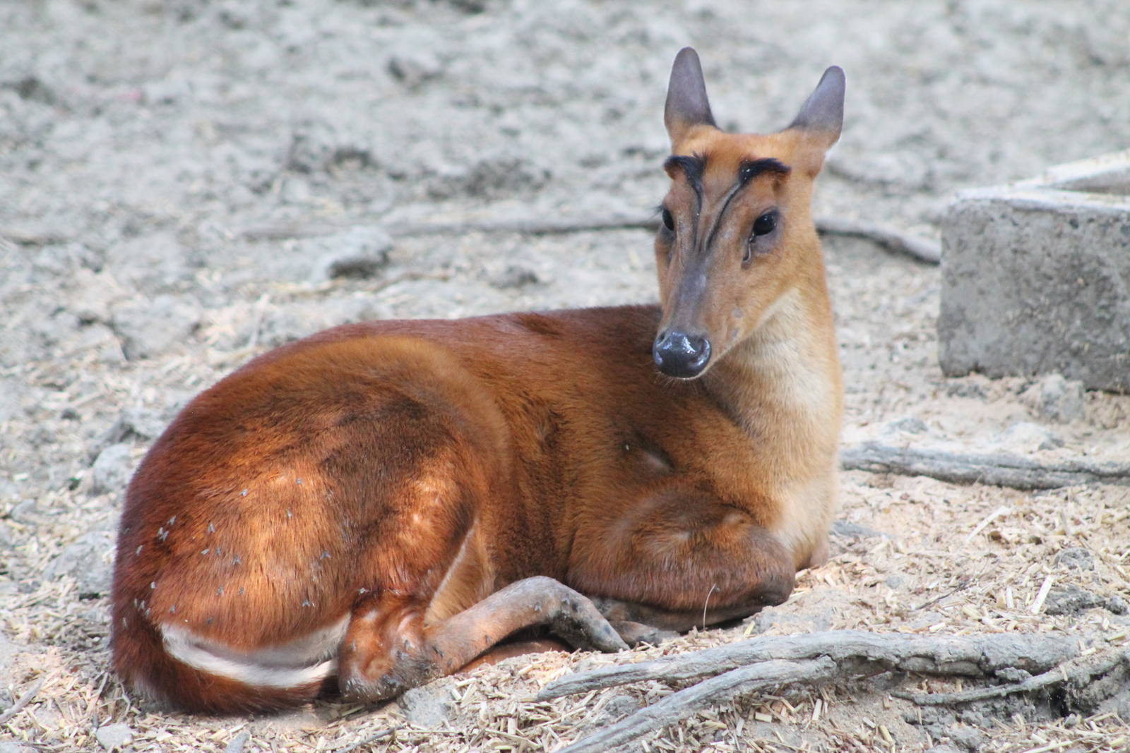 Common Muntjac (Muntiacus muntjak)
