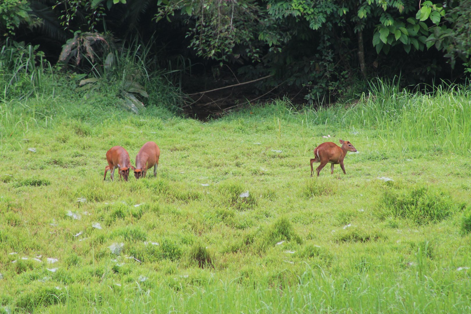 Common Muntjac (Muntiacus muntjak)