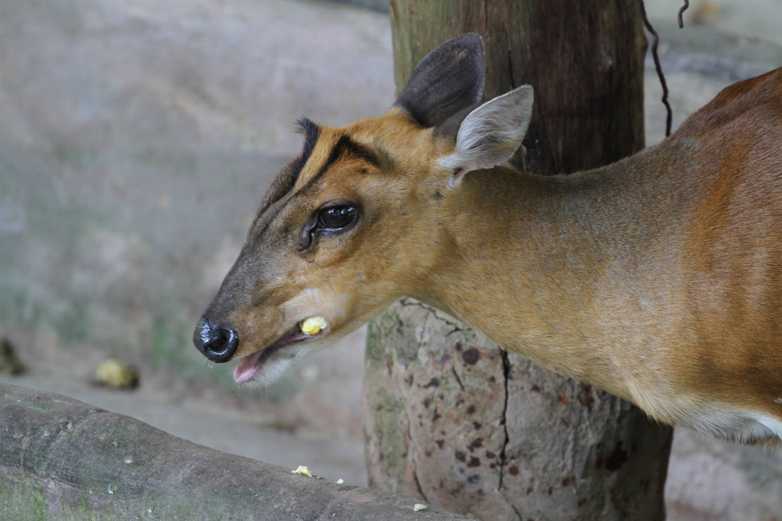 Common Muntjac?