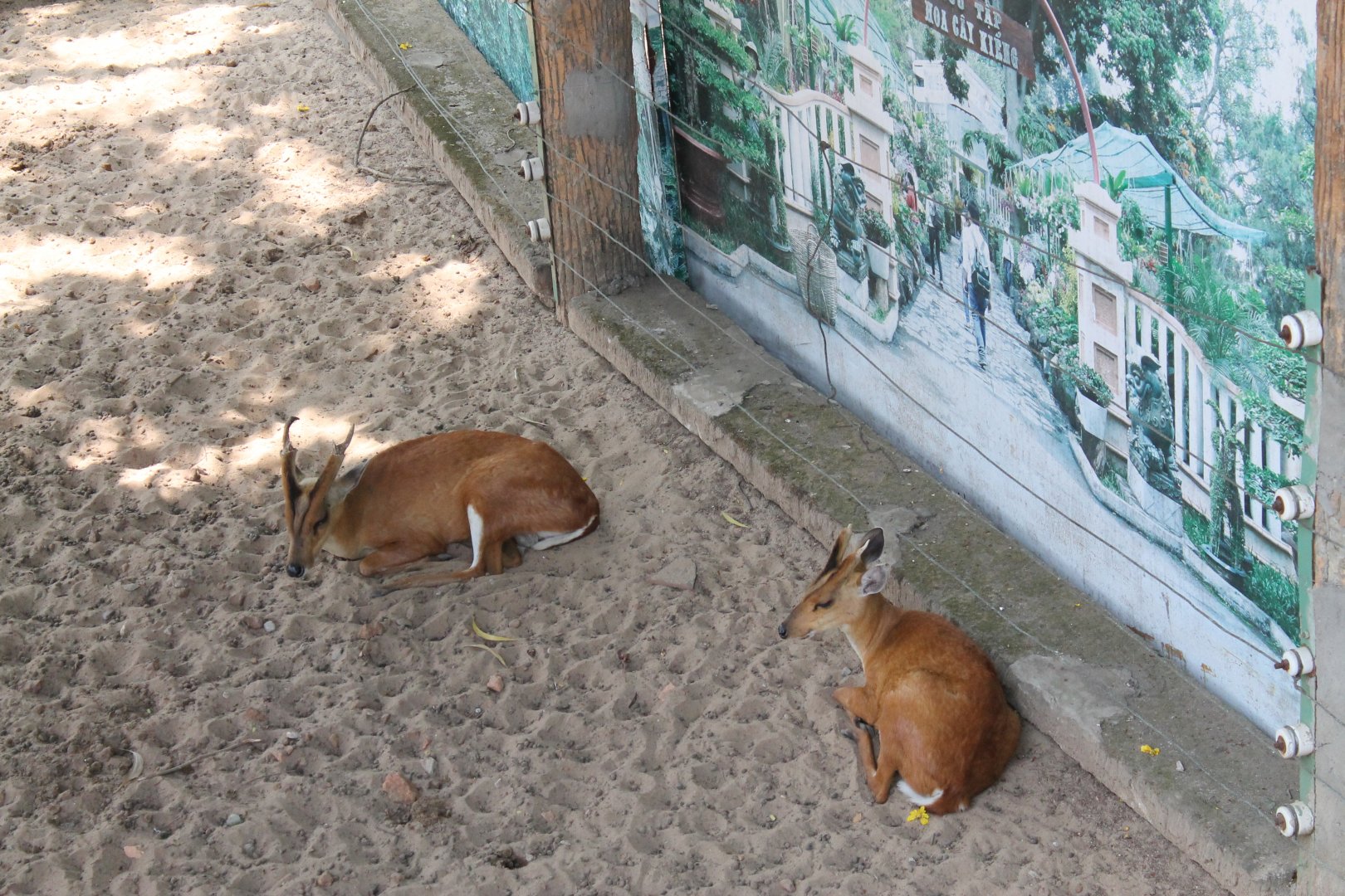 Common Muntjac