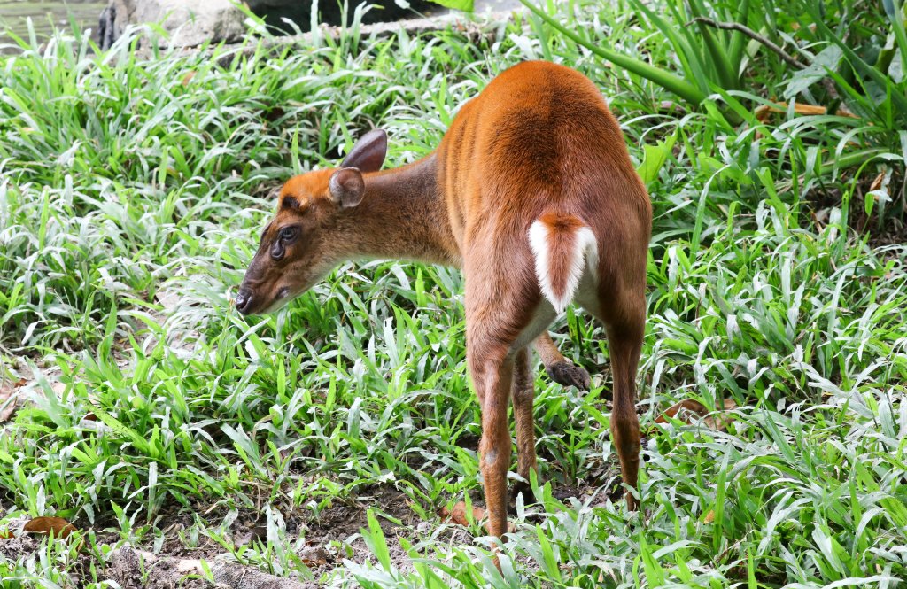 Common Muntjac