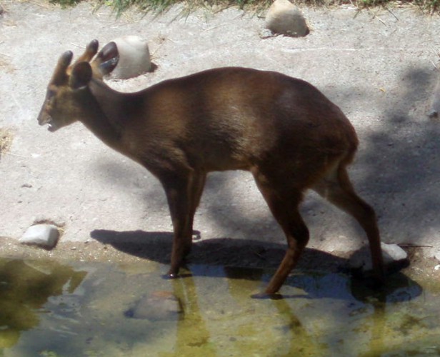 Common muntjack (Muntiacus muntjack)