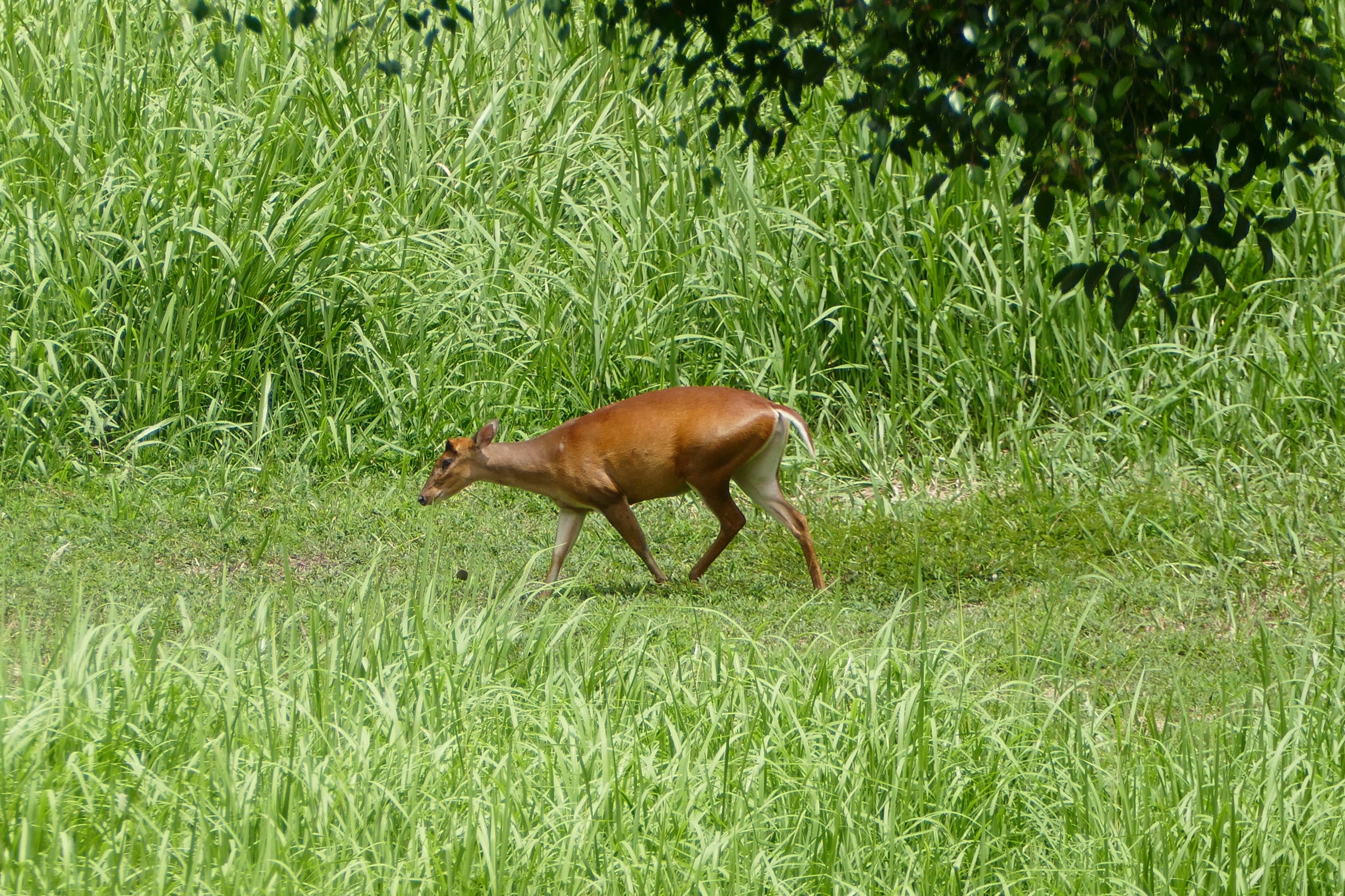 Common muntjak - Taman Negara