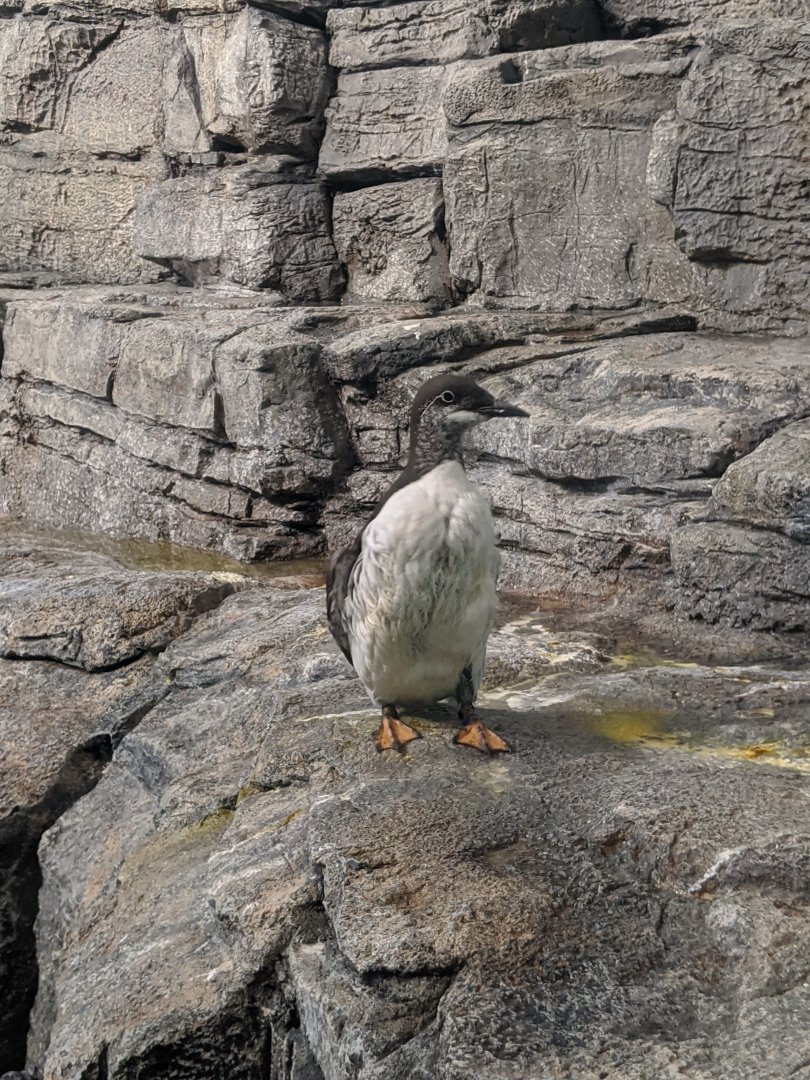 Common murre 1 - 03-09-2020
